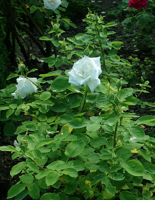 Роза ремонтантная Фрау Карл Друшки